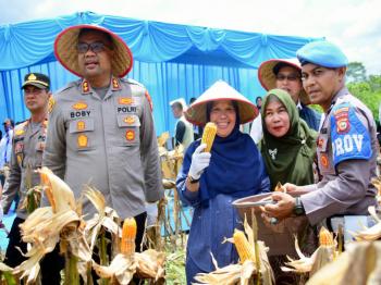 Panen Raya Jagung, Bupati Kampar Tegaskan Fokus pada Swasembada Pangan